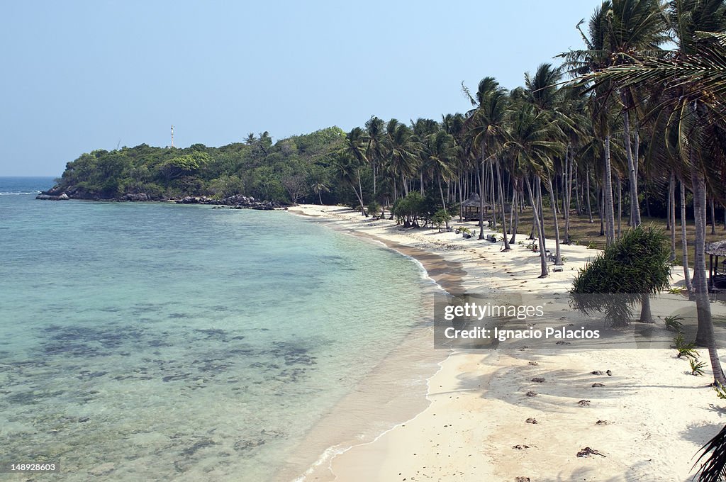 Tropical sandy beach with palms.