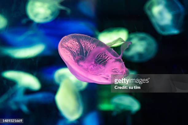 jellyfish swimming under the neon lights of the aquarium - sheer stock pictures, royalty-free photos & images
