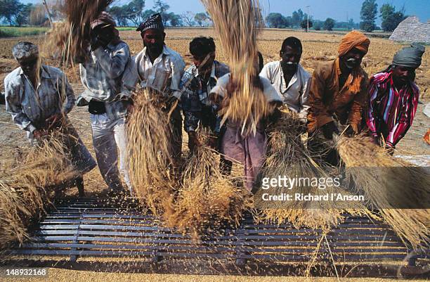 farm workers threshing rice stalks against metal cage. - threshing stock pictures, royalty-free photos & images