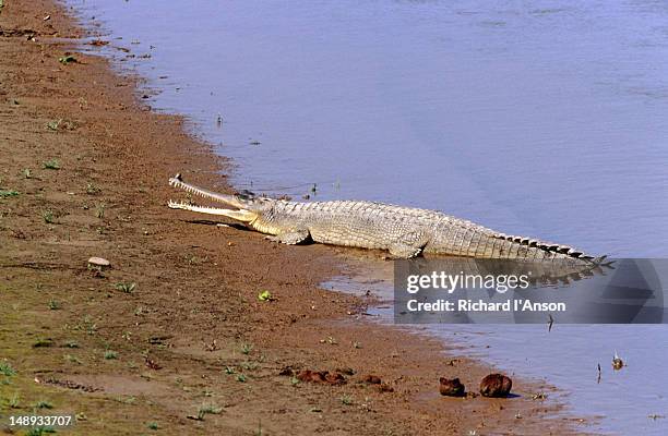 gharial crocodile in the reu river. - gharial stock pictures, royalty-free photos & images