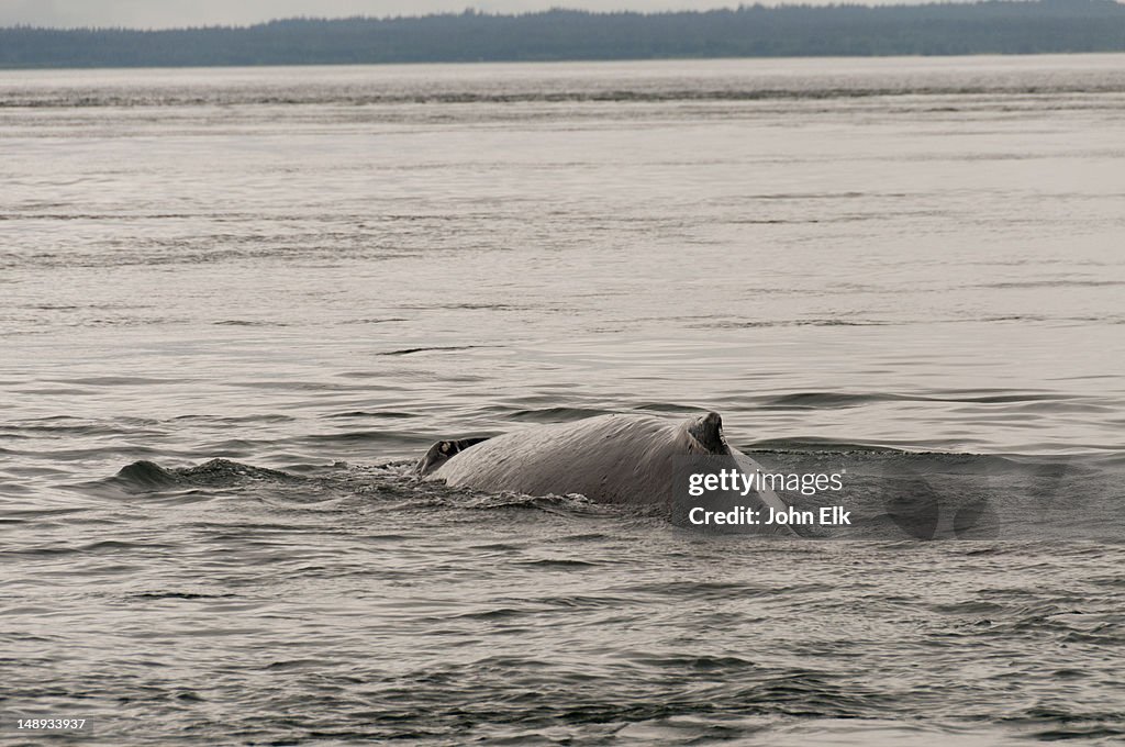 Humpback Whale.