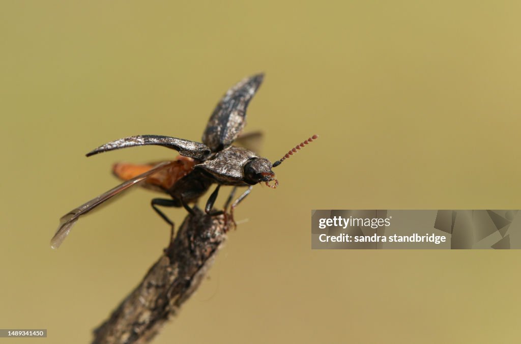 A Click Beetle, Agrypnus murinus, about to fly from a twig in heathland.