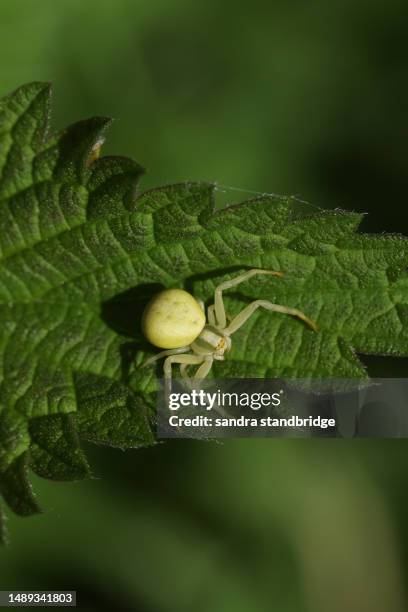 The Green Crab Spider Photos and Premium High Res Pictures - Getty Images