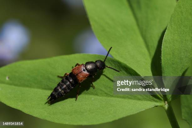 a rove beetle,tachyporus hypnorum, on a leaf. - asnillo fotografías e imágenes de stock