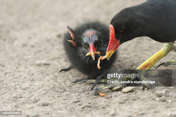 a moorhen chick, allinula chloropus, being fed by the parent bird on a dirt track close to a pond. - moorhen stock pictures, royalty-free photos & images