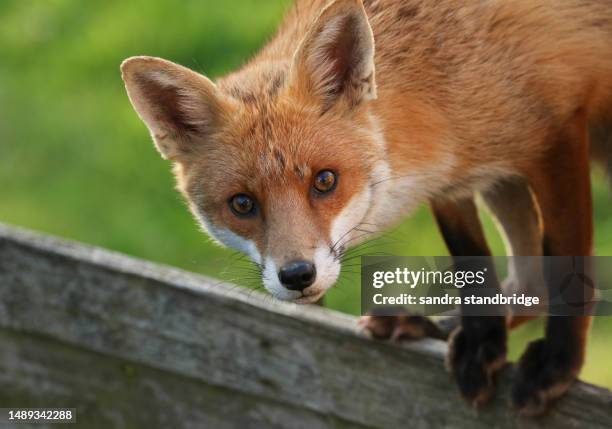 a red fox, vulpes vulpes, standing on top of a wooden fence. - vuxen stock pictures, royalty-free photos & images