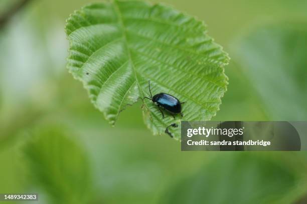 an alder leaf beetle, agelastica alni, on an alder tree leaf growing at the edge of a river. - alder tree stock pictures, royalty-free photos & images