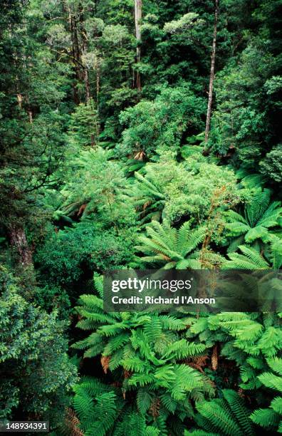 Trees Otway Ranges Otway Rain Forest National Park Photos and Premium High Res Pictures ...