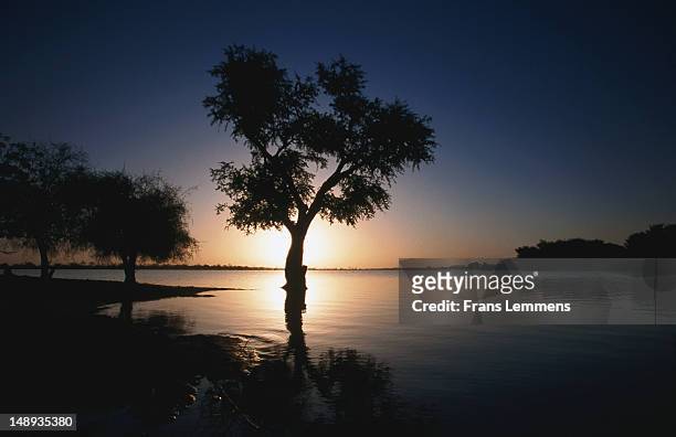lakeside tree silhouetted at sunrise. - gao region stock pictures, royalty-free photos & images