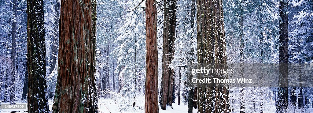 Tree trunks and forest in snow.