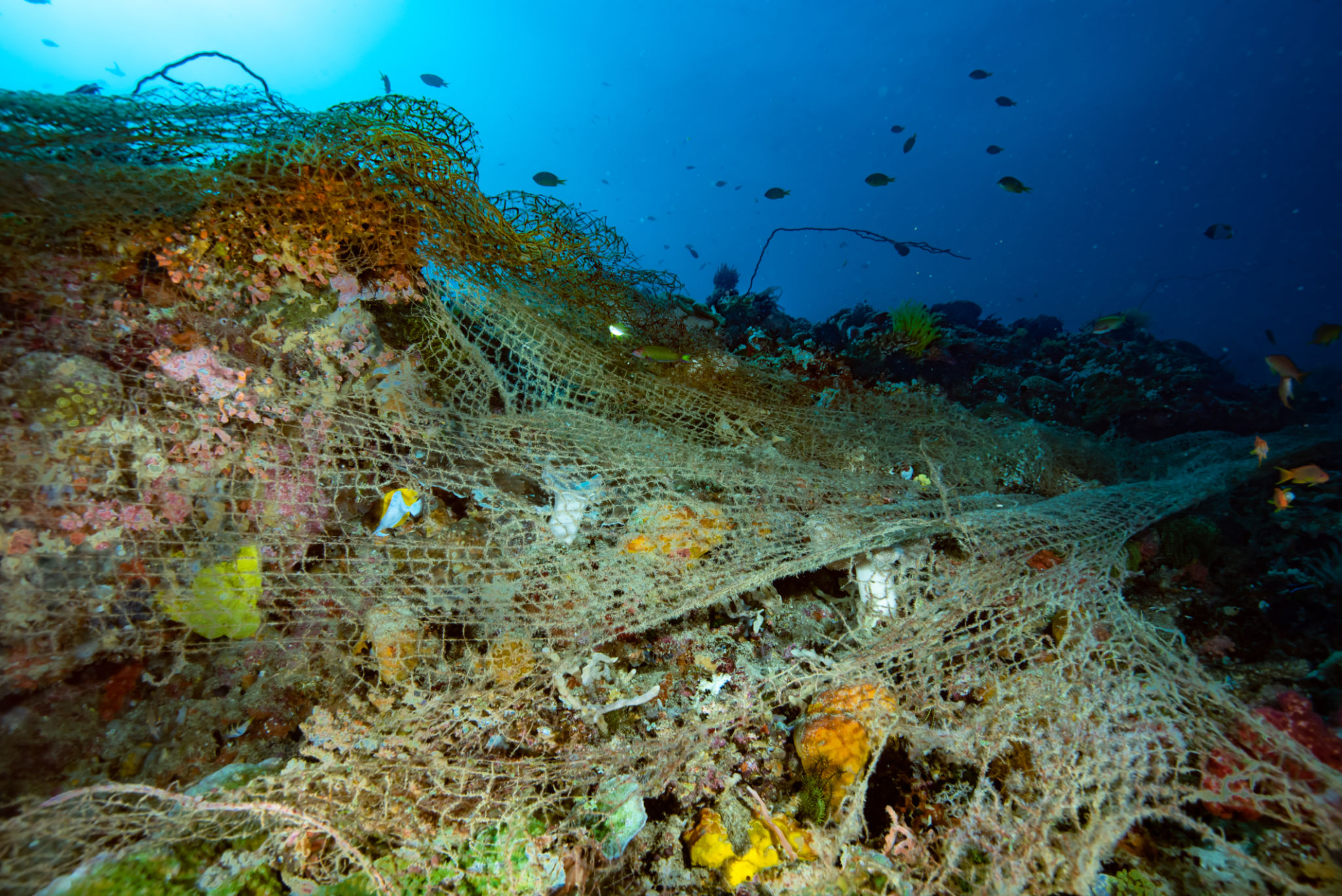 reef fishing