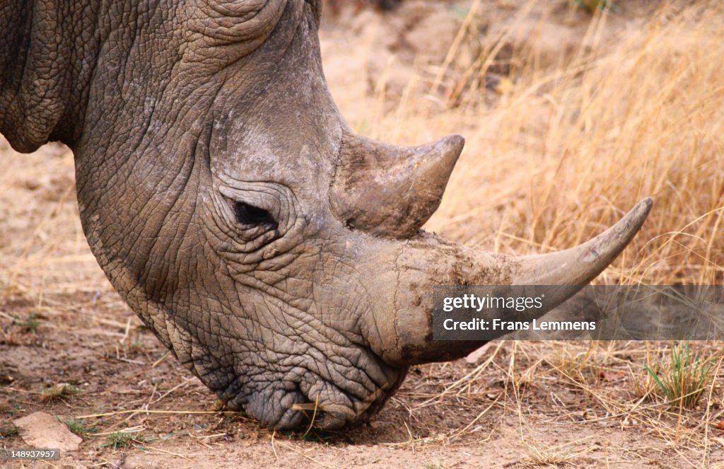White rhinoceros.