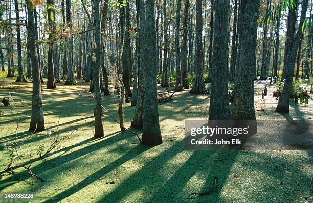 bald cypress swamp in big bayou black. - thick grass stock pictures, royalty-free photos & images