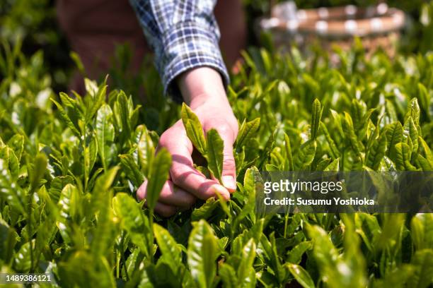 farmers and staff harvesting new tea leaves at an organic tea farm. - tea crop stock pictures, royalty-free photos & images