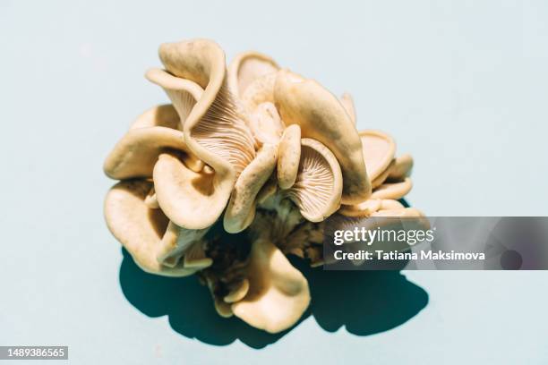 oyster mushroom on a pink background. - oyster mushroom stock pictures, royalty-free photos & images