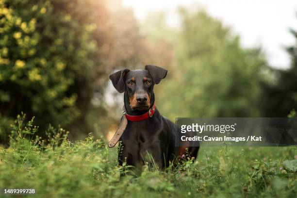 black doberman pincher with red collar laying down in grass out - dobermann fotografías e imágenes de stock