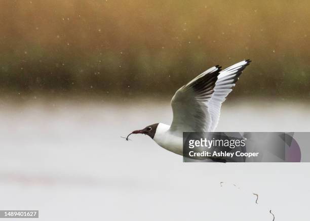 black headed gull, chroicocephalus ridibundus carrying nesting material at leighton moss, silverdale, lancashire, uk. - kokmeeuw stockfoto's en -beelden