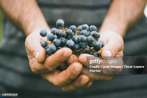 close up of hands holding a black grape bunch - grape stock pictures, royalty-free photos & images