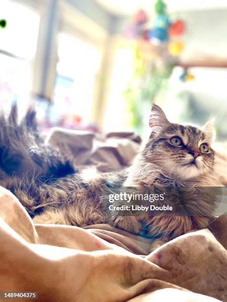female tabby maine coon cat sitting on a bed - neva masquerade stock pictures, royalty-free photos & images