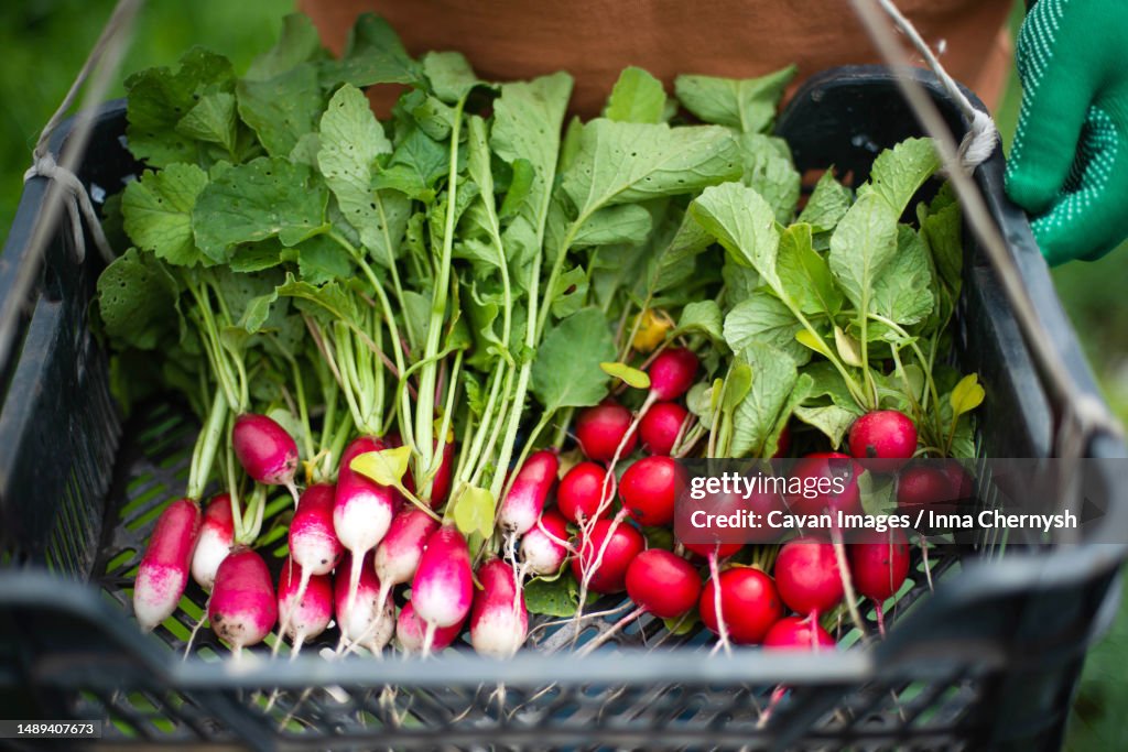 Woman harvests radish from her garden
