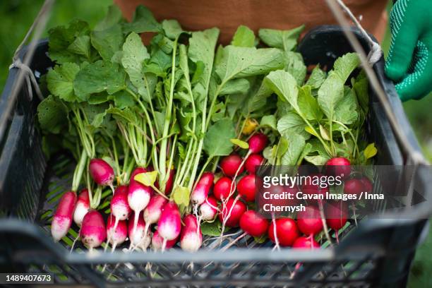 woman harvests radish from her garden - radish stock pictures, royalty-free photos & images