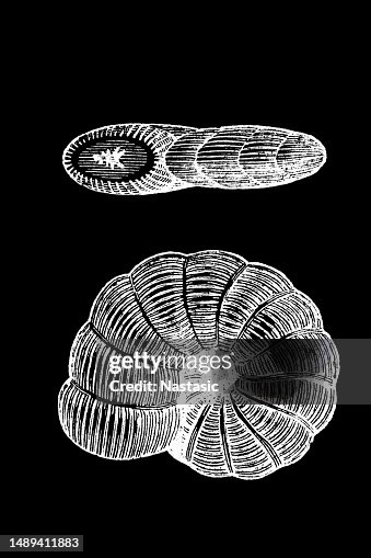 Dendritina elegans Dendritina elegans