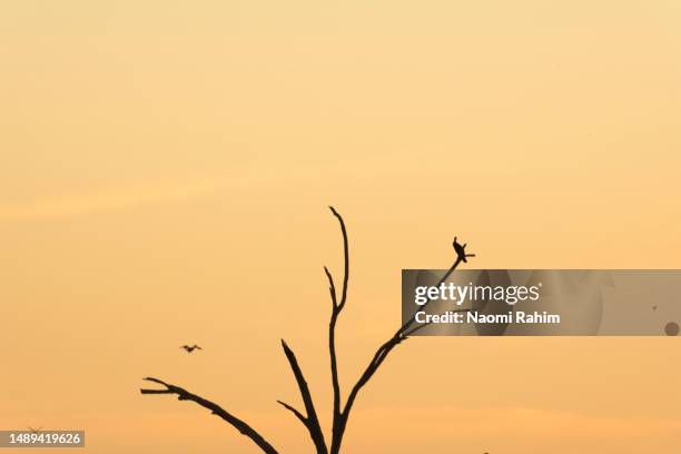 bird sitting on a bare branch during golden hour - perch stockfoto's en -beelden