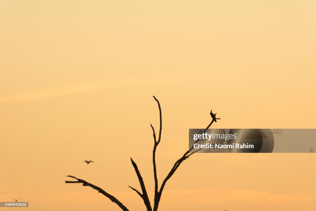 Bird sitting on a bare branch during golden hour