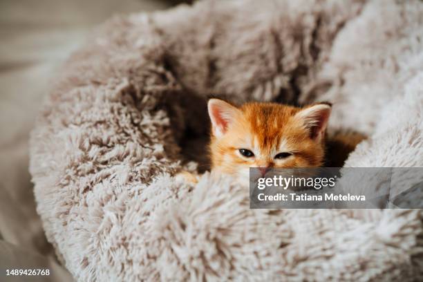 struggle not to sleep kitten. purebred ginger kitten dozing off in soft gray pet bed - chinchilla stockfoto's en -beelden