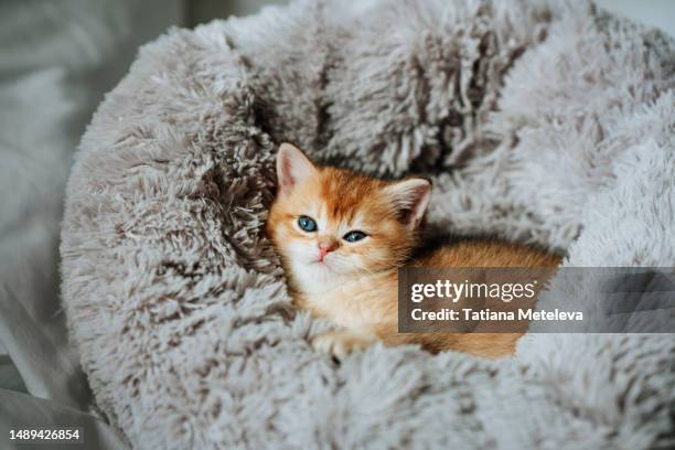 soft plush pet bed for ginger kitten. relaxed and sleepy ginger kitty dozing off in plush gray pet bed. - verwend huisdier stockfoto's en -beelden