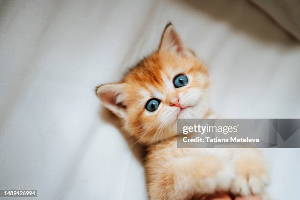 furry playmate: purebred kitten enjoys soft linen on bed. time to relax. top view - tabby bildbanksfoton och bilder