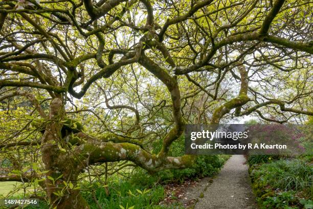 plas cadnant hidden gardens, menai bridge, anglesey, north wales - plas cadnant hidden gardens stock pictures, royalty-free photos & images