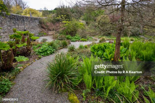 plas cadnant hidden gardens, menai bridge, anglesey, north wales - gunnera plant fotografías e imágenes de stock
