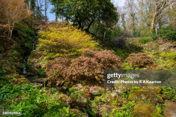 plas cadnant hidden gardens, menai bridge, anglesey, north wales - plas cadnant hidden gardens stock pictures, royalty-free photos & images