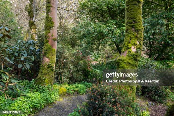 plas cadnant hidden gardens, menai bridge, anglesey, north wales - plas cadnant hidden gardens stock pictures, royalty-free photos & images