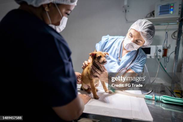 vétérinaire se préparant à la chirurgie canine dans une clinique vétérinaire - clinique vétérinaire photos et images de collection