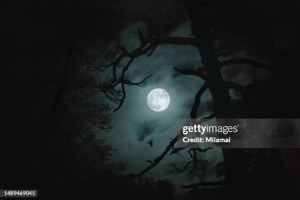 bird's flight in moonlight - bird on a tree stock-fotos und bilder