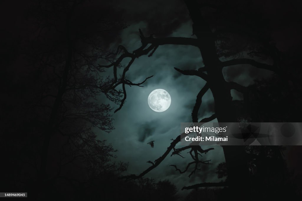 Bird's flight in moonlight