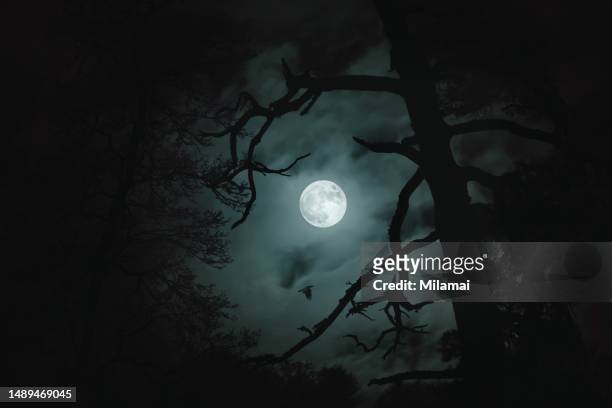 bird's flight in moonlight - dark forest stock pictures, royalty-free photos & images