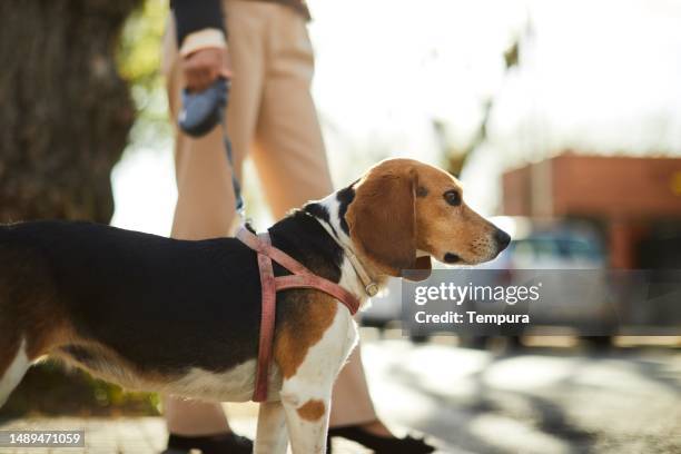 following in her footsteps: a dog's perspective - animal harness stock pictures, royalty-free photos & images