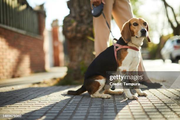 a dog sits patiently on the sidewalk next to its owner. - beagle stock pictures, royalty-free photos & images