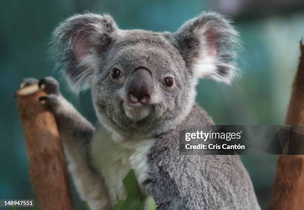 145 Funny Koala Bear Photos and Premium High Res Pictures - Getty Images 145 Funny Koala Bear Photos and Premium High Res Pictures - Getty Images