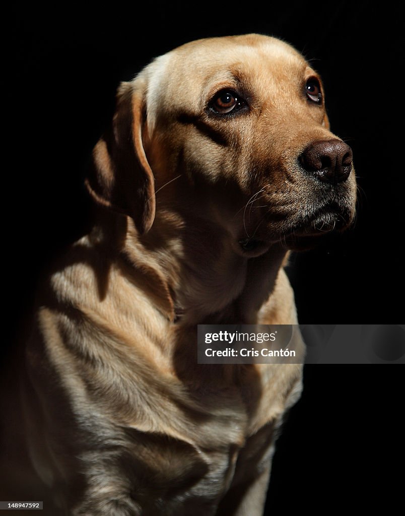 Yellow Labrador with sad eyes
