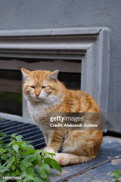 a lonely red cat walks through the city streets, on the sidewalk and asphalt. portrait of a sad abandoned or lost cat waiting and looking for its owner. a homeless, hungry, sterilized and vaccinated cat on the street. an untamed cat that ran away from hom - hom stock pictures, royalty-free photos & images