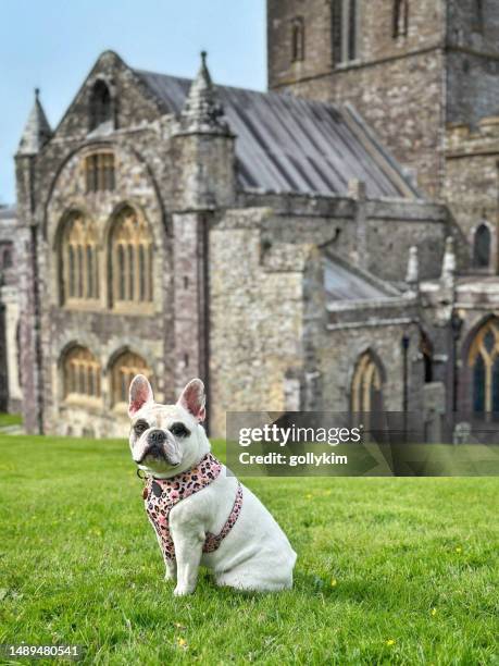 hund vor st david's cathedral, st davids, pembrokeshire, wales, vereinigtes königreich - st davids day stock-fotos und bilder
