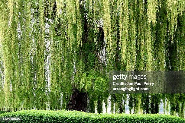 branches of willow tree - willow tree stock pictures, royalty-free photos & images