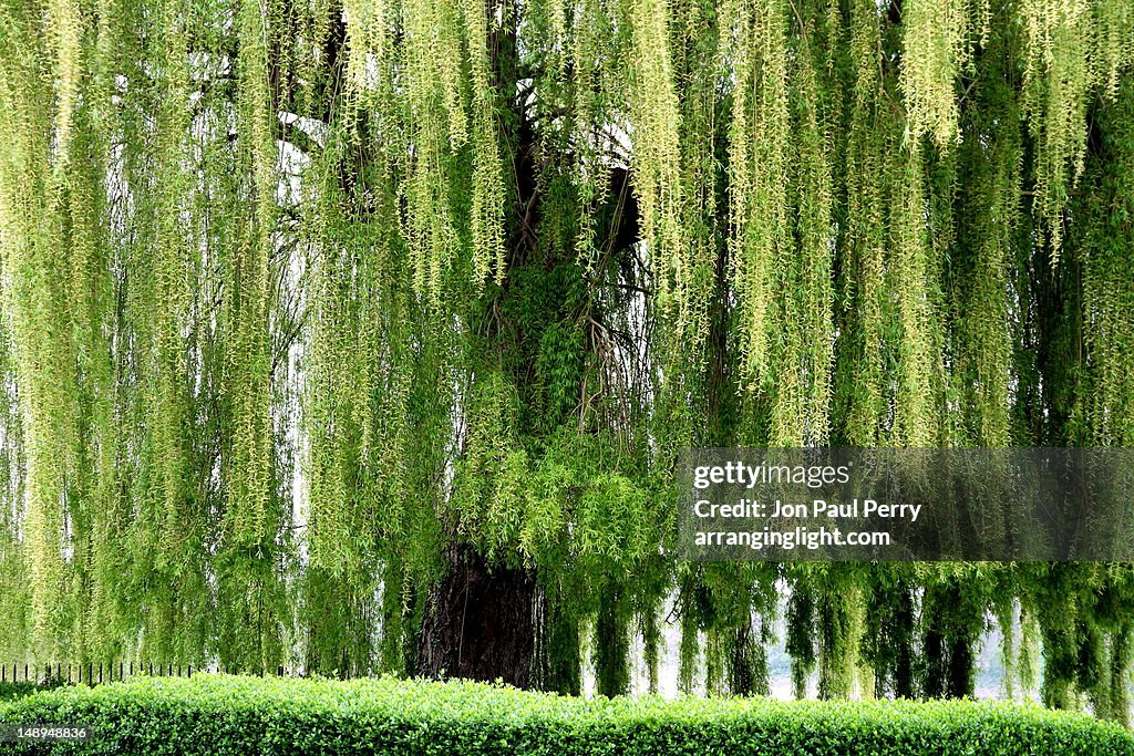 Branches of willow tree