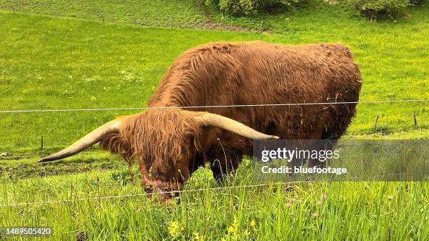 yak on grass - bluefootage fotografías e imágenes de stock