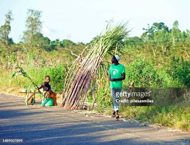 verkauf von zuckerrohr am straßenrand, in der nähe von lilongwe, malawi, afrika. - lilongwe stock-fotos und bilder
