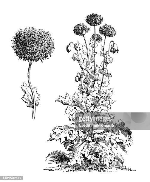 old engraved illustration of botany, poppy (papaver paeoniflorum) - miami food stock pictures, royalty-free photos & images